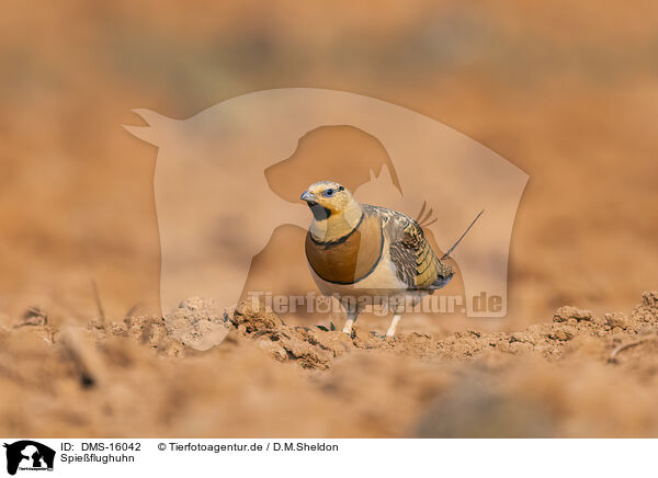 Spieflughuhn / pin-tailed sandgrouse / DMS-16042
