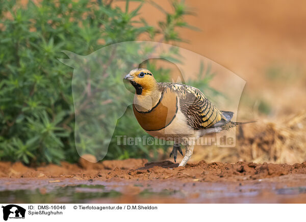 Spieflughuhn / pin-tailed sandgrouse / DMS-16046
