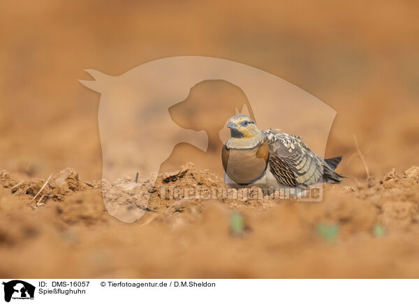 Spieflughuhn / pin-tailed sandgrouse / DMS-16057