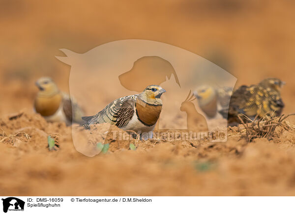 Spieflughuhn / pin-tailed sandgrouse / DMS-16059