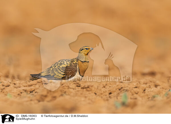 Spieflughuhn / pin-tailed sandgrouse / DMS-16063