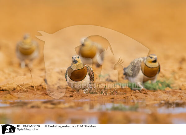Spieflughuhn / pin-tailed sandgrouse / DMS-16076
