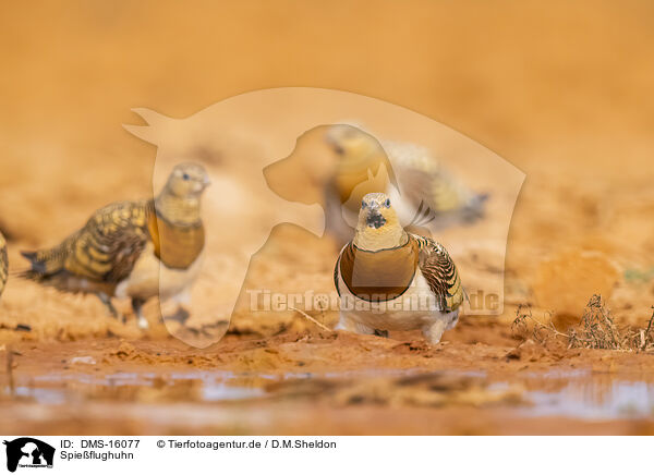 Spieflughuhn / pin-tailed sandgrouse / DMS-16077