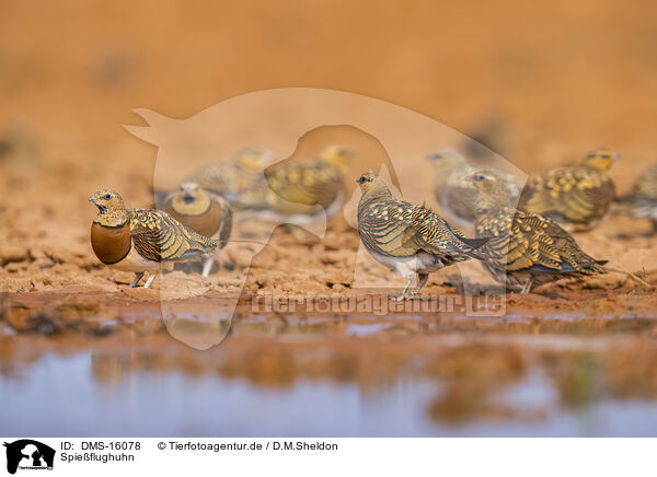 Spieflughuhn / pin-tailed sandgrouse / DMS-16078