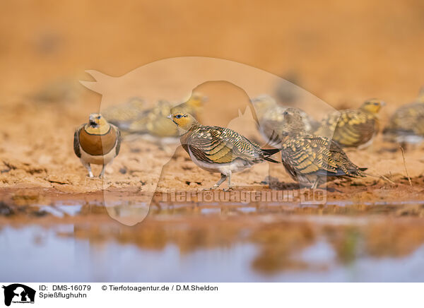 Spieflughuhn / pin-tailed sandgrouse / DMS-16079