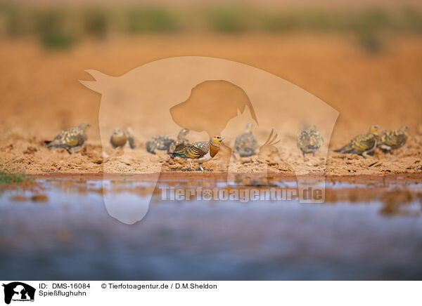 Spieflughuhn / pin-tailed sandgrouse / DMS-16084