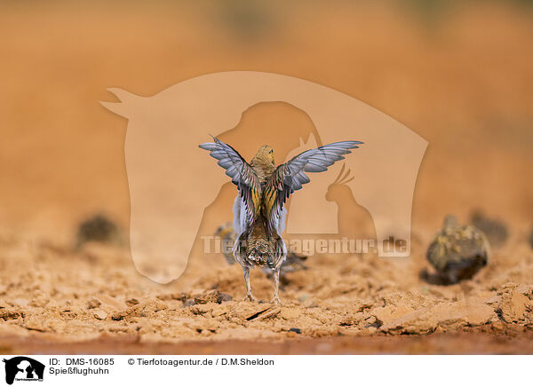 Spieflughuhn / pin-tailed sandgrouse / DMS-16085
