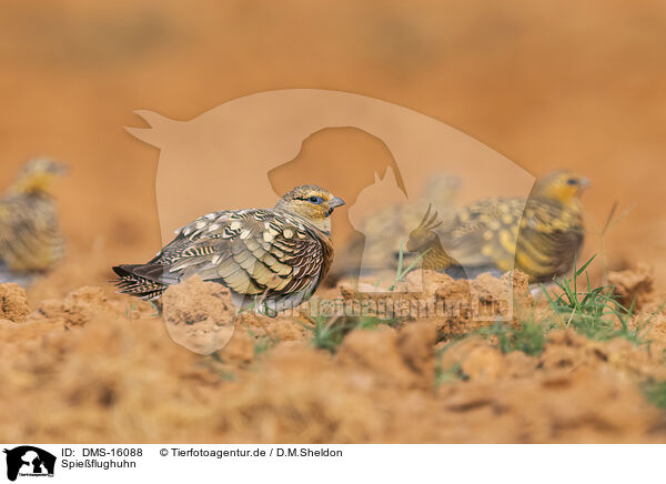 Spieflughuhn / pin-tailed sandgrouse / DMS-16088
