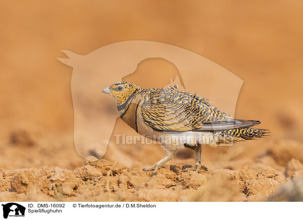 Spieflughuhn / pin-tailed sandgrouse / DMS-16092