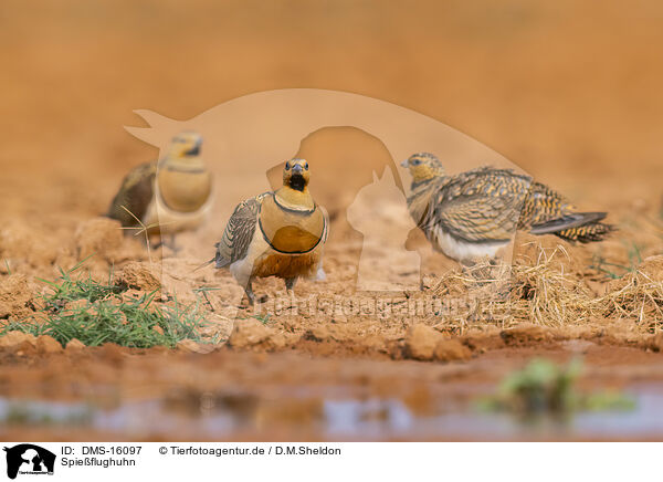 Spieflughuhn / pin-tailed sandgrouse / DMS-16097