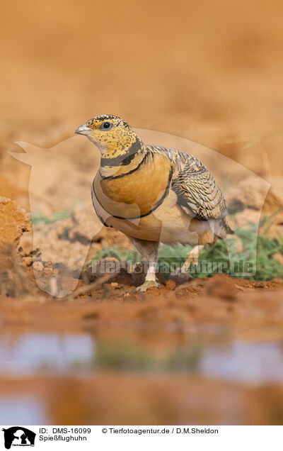 Spieflughuhn / pin-tailed sandgrouse / DMS-16099