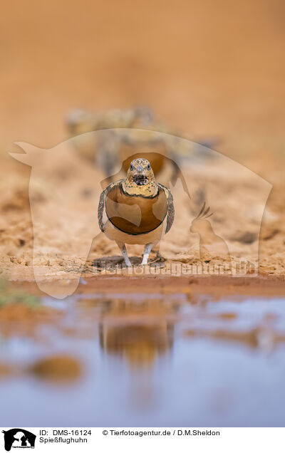 Spieflughuhn / pin-tailed sandgrouse / DMS-16124
