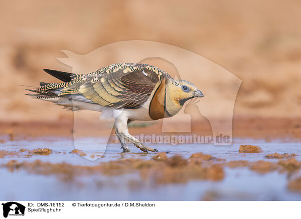 Spieflughuhn / pin-tailed sandgrouse / DMS-16152