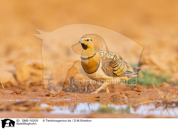 Spieflughuhn / pin-tailed sandgrouse / DMS-16200
