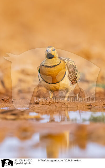 Spieflughuhn / pin-tailed sandgrouse / DMS-16201