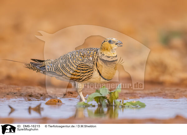 Spieflughuhn / pin-tailed sandgrouse / DMS-16215