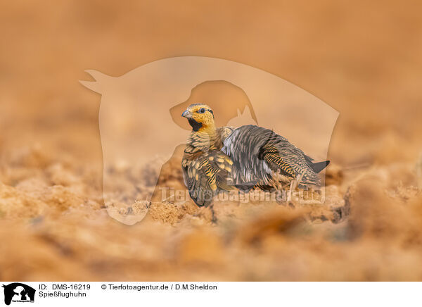 Spieflughuhn / pin-tailed sandgrouse / DMS-16219