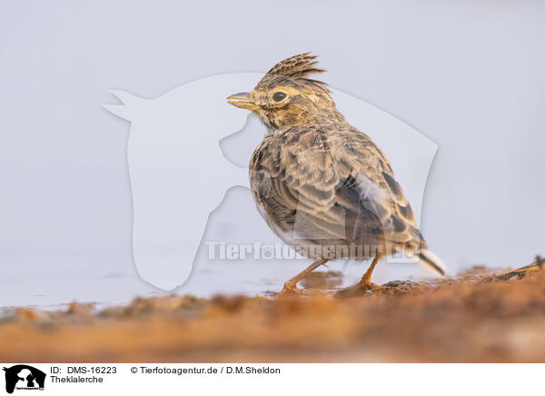 Theklalerche / Theka lark / DMS-16223