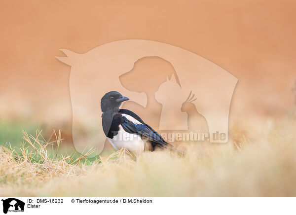 Elster / black-billed magpie / DMS-16232