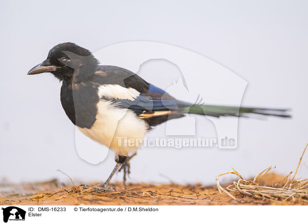 Elster / black-billed magpie / DMS-16233