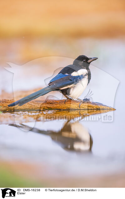 Elster / black-billed magpie / DMS-16238