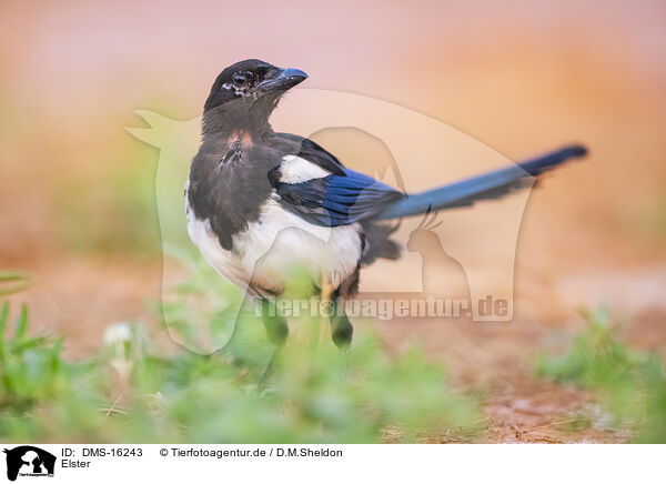 Elster / black-billed magpie / DMS-16243