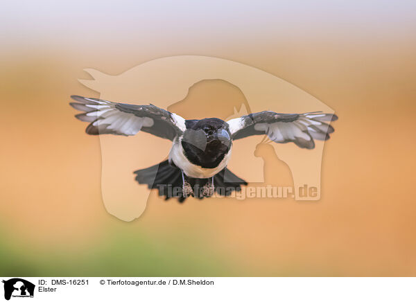 Elster / black-billed magpie / DMS-16251
