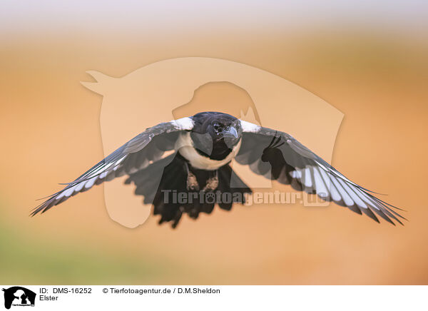Elster / black-billed magpie / DMS-16252