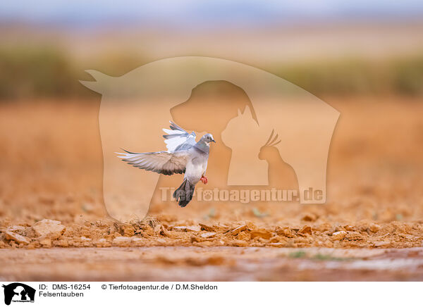 Felsentauben / feral pigeon / DMS-16254