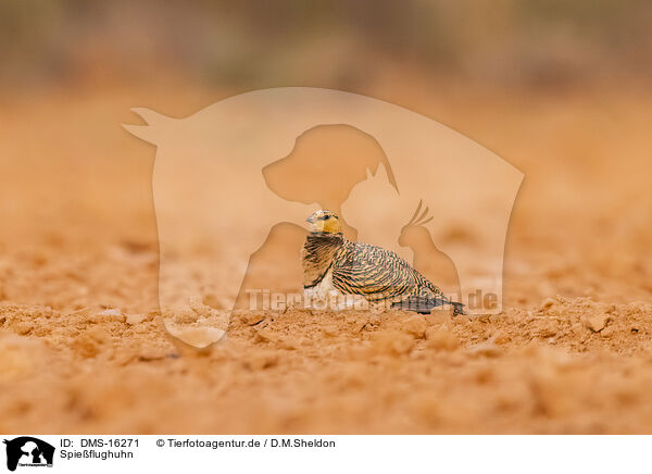 Spieflughuhn / pin-tailed sandgrouse / DMS-16271