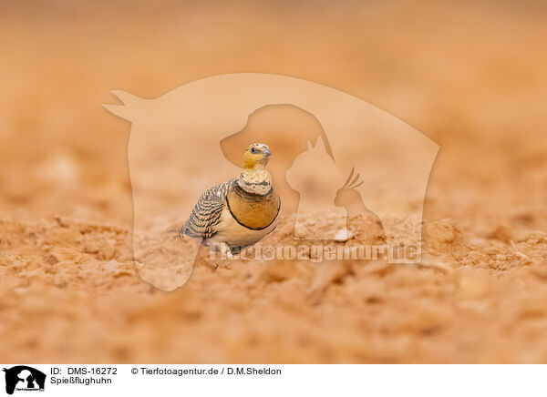Spieflughuhn / pin-tailed sandgrouse / DMS-16272