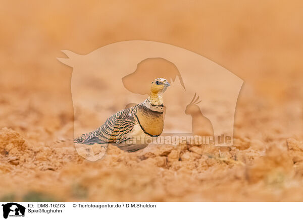 Spieflughuhn / pin-tailed sandgrouse / DMS-16273
