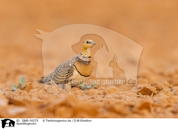 Spieflughuhn / pin-tailed sandgrouse / DMS-16275