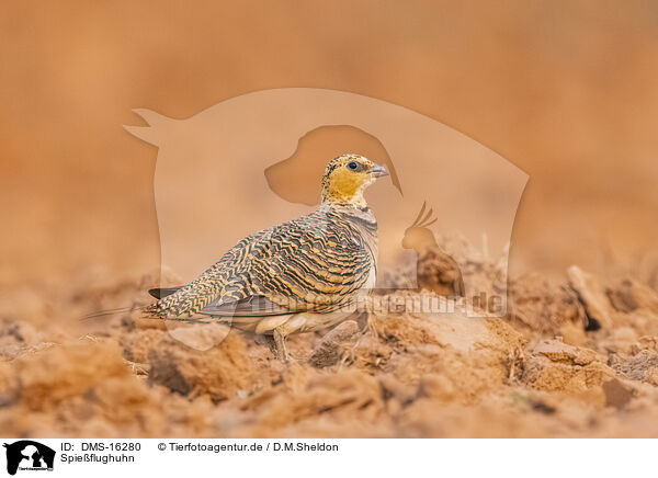 Spieflughuhn / pin-tailed sandgrouse / DMS-16280