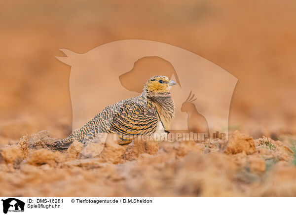 Spieflughuhn / pin-tailed sandgrouse / DMS-16281