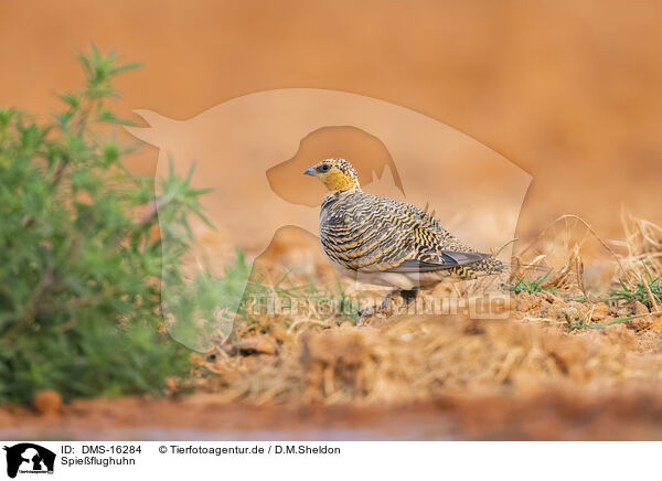 Spieflughuhn / pin-tailed sandgrouse / DMS-16284