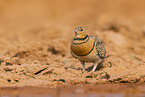 Spieflughuhn