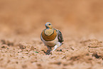 Spieflughuhn