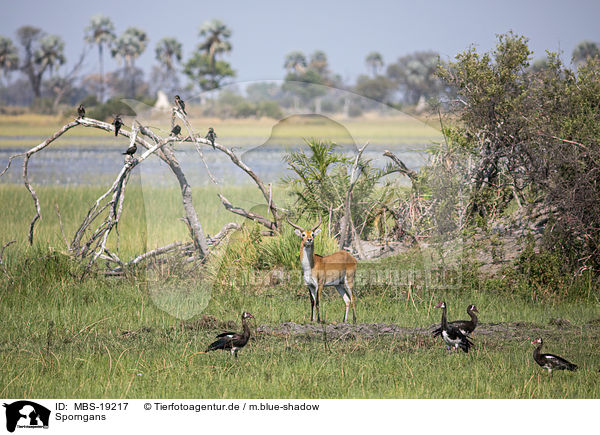 Sporngans / Spur-winged Goose / MBS-19217