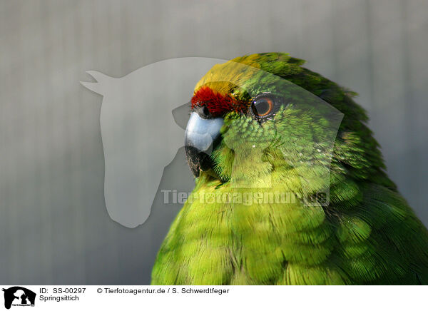 Springsittich / Yellow-fronted Parakeet / SS-00297