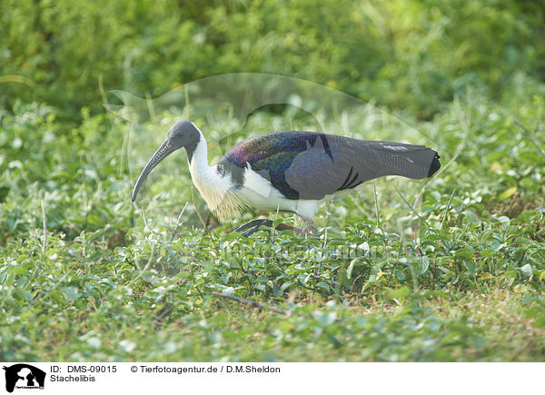 Stachelibis / straw-necked ibis / DMS-09015