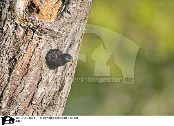 Star / starling / SO-01695