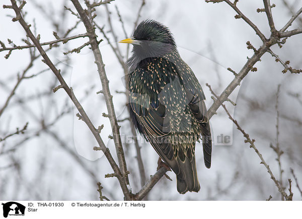 Star / European starling / THA-01930