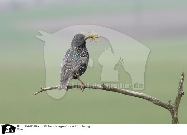 Star / European starling / THA-01942