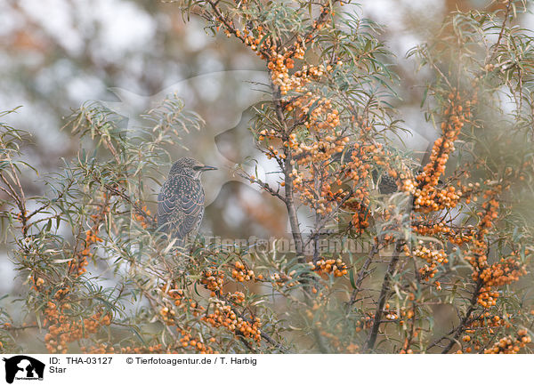 Star / European starling / THA-03127