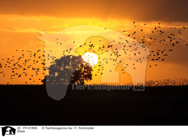 Stare / European starlings / FF-01690