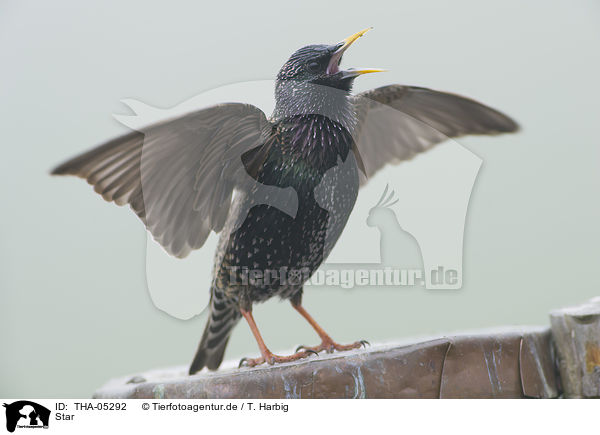 Star / European starling / THA-05292