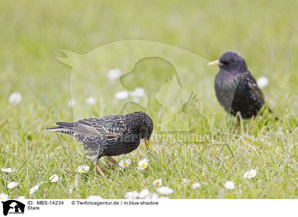 Stare / starlings / MBS-14234