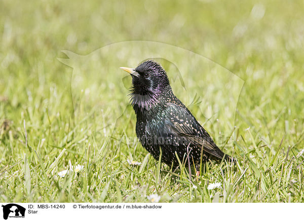Star / starling / MBS-14240