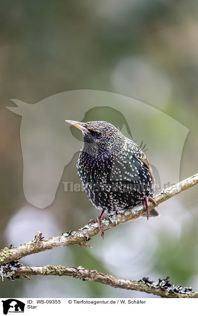 Star / European starling / WS-09355